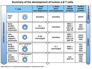 Summary of the development of human α:β T cells
 