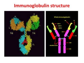 Immunoglobulin structure
 