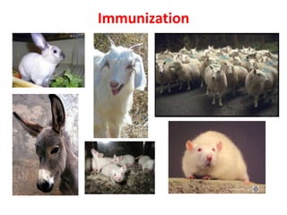 Immunization
 