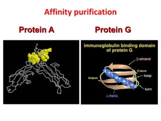 Affinity purification
Protein A Protein G
 