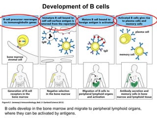 Development of B cells
B cells develop in the bone marrow and migrate to peripheral lymphoid organs,
where they can be activated by antigens.
 