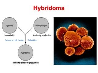 Hybridoma
Somatic cell fusion Selection
 