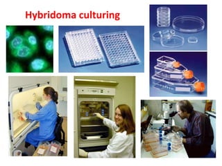 Hybridoma culturing
 