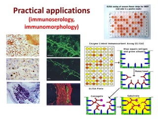 Practical applications
(immunoserology,
immunomorphology)
 
