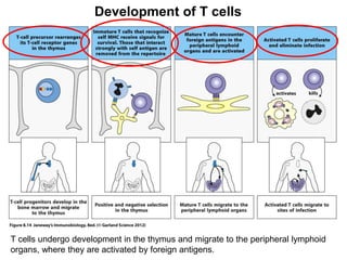 Development of T cells
T cells undergo development in the thymus and migrate to the peripheral lymphoid
organs, where they are activated by foreign antigens.
 