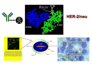 HER-2/neu
 