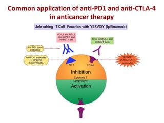 Common application of anti-PD1 and anti-CTLA-4
in anticancer therapy
 
