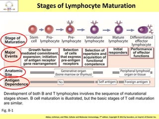 Copyright © 2011 by Saunders, an imprint of Elsevier Inc.Abbas, Lichtman, and Pillai. Cellular and Molecular Immunology, 7th edition. Copyright © 2012 by Saunders, an imprint of Elsevier Inc.
Stages of Lymphocyte Maturation
Fig. 8-1
Development of both B and T lymphocytes involves the sequence of maturational
stages shown. B cell maturation is illustrated, but the basic stages of T cell maturation
are similar.
 