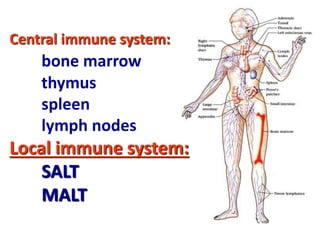 Central immune system:
bone marrow
thymus
spleen
lymph nodes
Local immune system:
SALT
MALT
 
