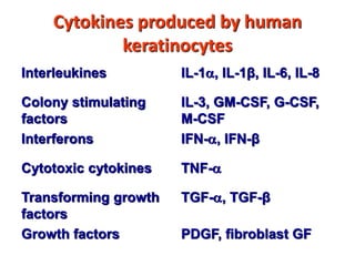 Cytokines produced by human
keratinocytes
Interleukines IL-1, IL-1β, IL-6, IL-8
Colony stimulating
factors
IL-3, GM-CSF, G-CSF,
M-CSF
Interferons IFN-, IFN-β
Cytotoxic cytokines TNF-
Transforming growth
factors
TGF-, TGF-β
Growth factors PDGF, fibroblast GF
 