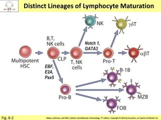 Copyright © 2011 by Saunders, an imprint of Elsevier Inc.Abbas, Lichtman, and Pillai. Cellular and Molecular Immunology, 7th edition. Copyright © 2012 by Saunders, an imprint of Elsevier Inc.
Distinct Lineages of Lymphocyte Maturation
Fig. 8-2
 