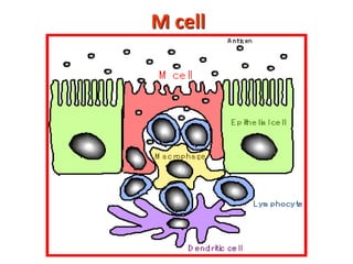 M cell
 