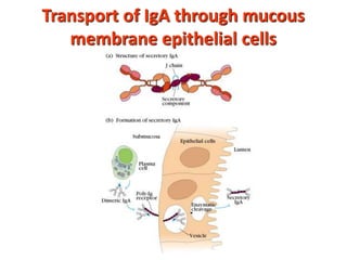 Transport of IgA through mucous
membrane epithelial cells
 