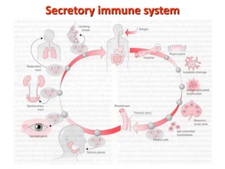 Secretory immune system
 