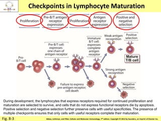 Copyright © 2011 by Saunders, an imprint of Elsevier Inc.Abbas, Lichtman, and Pillai. Cellular and Molecular Immunology, 7th edition. Copyright © 2012 by Saunders, an imprint of Elsevier Inc.
Checkpoints in Lymphocyte Maturation
Fig. 8-3
During development, the lymphocytes that express receptors required for continued proliferation and
maturation are selected to survive, and cells that do not express functional receptors die by apoptosis.
Positive selection and negative selection further preserve cells with useful specificities. The presence of
multiple checkpoints ensures that only cells with useful receptors complete their maturation.
 