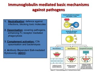 Immunoglobulin mediated basic mechanisms
against pathogens
1. Neutralisation: defence against
infections, blocking toxic molecules
2. Opsonisation: covering pathogens,
enhancing Fc receptor mediated
phagocytosis
3. Complement activation: C3b
opsonisation and bacteriolysis
4. Antibody Dependent Cell-mediated
Cytotoxicity (ADCC)
 