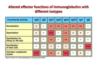Altered effector functions of immunoglobulins with
different isotypes
 
