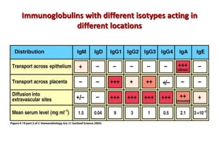 Immunoglobulins with different isotypes acting in
different locations
 