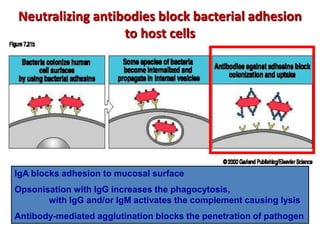 Neutralizing antibodies block bacterial adhesion
to host cells
IgA blocks adhesion to mucosal surface
Opsonisation with IgG increases the phagocytosis,
with IgG and/or IgM activates the complement causing lysis
Antibody-mediated agglutination blocks the penetration of pathogen
 