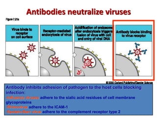 Antibodies neutralize viruses
Antibody inhibits adhesion of pathogen to the host cells blocking
infection:
-Influenza viruses adhere to the sialic acid residues of cell membrane
glycoproteins
-Rhinovirus adhere to the ICAM-1
-Epstein-Barr virus adhere to the complement receptor type 2
 