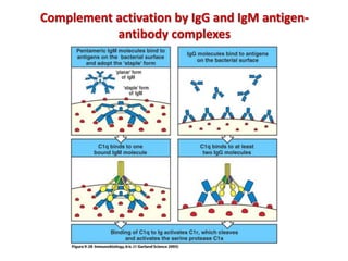 Complement activation by IgG and IgM antigen-
antibody complexes
 