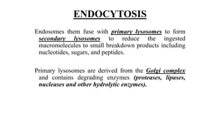 ENDOCYTOSIS
Endosomes them fuse with primary lysosomes to form
secondary lysosomes to reduce the ingested
macromolecules to small breakdown products including
nucleotides, sugars, and peptides.
Primary lysosomes are derived from the Golgi complex
and contains degrading enzymes (proteases, lipases,
nucleases and other hydrolytic enzymes).
 