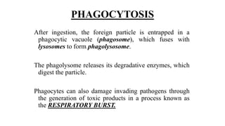 PHAGOCYTOSIS
After ingestion, the foreign particle is entrapped in a
phagocytic vacuole (phagosome), which fuses with
lysosomes to form phagolysosome.
The phagolysome releases its degradative enzymes, which
digest the particle.
Phagocytes can also damage invading pathogens through
the generation of toxic products in a process known as
the RESPIRATORY BURST.
 