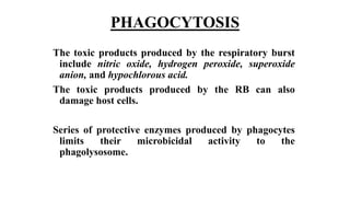 PHAGOCYTOSIS
The toxic products produced by the respiratory burst
include nitric oxide, hydrogen peroxide, superoxide
anion, and hypochlorous acid.
The toxic products produced by the RB can also
damage host cells.
Series of protective enzymes produced by phagocytes
limits their microbicidal activity to the
phagolysosome.
 