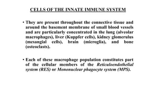 CELLS OF THE INNATE IMMUNE SYSTEM
• They are present throughout the connective tissue and
around the basement membrane of small blood vessels
and are particularly concentrated in the lung (alveolar
macrophages), liver (Kuppfer cells), kidney glomerulus
(mesangial cells), brain (microglia), and bone
(osteoclasts).
• Each of these macrophage population constitutes part
of the cellular members of the Reticuloendothelial
system (RES) or Mononuclear phagocyte system (MPS).
 