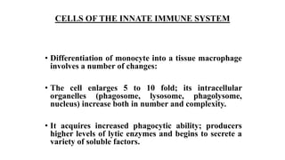 CELLS OF THE INNATE IMMUNE SYSTEM
• Differentiation of monocyte into a tissue macrophage
involves a number of changes:
• The cell enlarges 5 to 10 fold; its intracellular
organelles (phagosome, lysosome, phagolysome,
nucleus) increase both in number and complexity.
• It acquires increased phagocytic ability; producers
higher levels of lytic enzymes and begins to secrete a
variety of soluble factors.
 