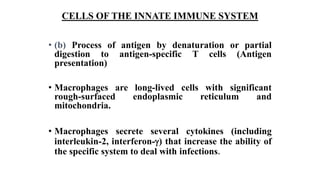 CELLS OF THE INNATE IMMUNE SYSTEM
• (b) Process of antigen by denaturation or partial
digestion to antigen-specific T cells (Antigen
presentation)
• Macrophages are long-lived cells with significant
rough-surfaced endoplasmic reticulum and
mitochondria.
• Macrophages secrete several cytokines (including
interleukin-2, interferon-) that increase the ability of
the specific system to deal with infections.
 