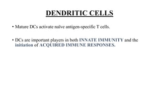 DENDRITIC CELLS
• Mature DCs activate naïve antigen-specific T cells.
• DCs are important players in both INNATE IMMUNITY and the
initiation of ACQUIRED IMMUNE RESPONSES.
 