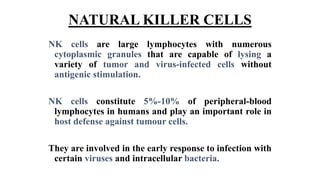 NATURAL KILLER CELLS
NK cells are large lymphocytes with numerous
cytoplasmic granules that are capable of lysing a
variety of tumor and virus-infected cells without
antigenic stimulation.
NK cells constitute 5%-10% of peripheral-blood
lymphocytes in humans and play an important role in
host defense against tumour cells.
They are involved in the early response to infection with
certain viruses and intracellular bacteria.
 
