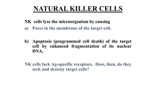NATURAL KILLER CELLS
NK cells lyse the microorganism by causing
a) Pores in the membrane of the target cell.
b) Apoptosis (programmed cell death) of the target
cell by enhanced fragmentation of its nuclear
DNA.
NK cells lack Ag-specific receptors. How, then, do they
seek and destroy target cells?
 