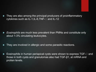  They are also among the principal producers of proinflammatory
cytokines such as IL-1,IL-6,TNF- and IL-12
 Eosinophils are much less prevalent than PMNs and constitute only
about 1-3% circulating leukocytes.
 They are involved in allergic and some parasitic reactions.
 Eosinophils in human periapical cysts were shown to express TGF- and
those in both cysts and granulomas also had TGF-β1, at mRNA and
protien levels.
 