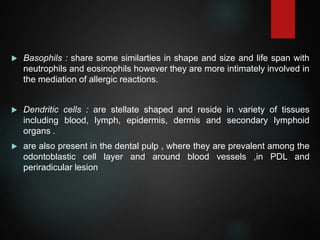  Basophils : share some similarties in shape and size and life span with
neutrophils and eosinophils however they are more intimately involved in
the mediation of allergic reactions.
 Dendritic cells : are stellate shaped and reside in variety of tissues
including blood, lymph, epidermis, dermis and secondary lymphoid
organs .
 are also present in the dental pulp , where they are prevalent among the
odontoblastic cell layer and around blood vessels ,in PDL and
periradicular lesion
 