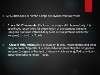  MHC molecules in human beings are divided into two types:
1. Class I MHC molecule: It is found on every cell in human body. It is
specifically responsible for presentation of endogenous antigens
(antigens produced intracellularly such as viral proteins and tumor
antigens) to cytotoxic T cells.
2. Class II MHC molecule: It is found on B cells, macrophages and other
antigen-presenting cells. It is responsible for presenting the exogenous
antigens (antigens of bacteria or viruses which are engulfed by antigen-
presenting cells) to helper T cells.
 