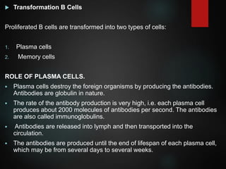  Transformation B Cells
Proliferated B cells are transformed into two types of cells:
1. Plasma cells
2. Memory cells
ROLE OF PLASMA CELLS.
 Plasma cells destroy the foreign organisms by producing the antibodies.
Antibodies are globulin in nature.
 The rate of the antibody production is very high, i.e. each plasma cell
produces about 2000 molecules of antibodies per second. The antibodies
are also called immunoglobulins.
 Antibodies are released into lymph and then transported into the
circulation.
 The antibodies are produced until the end of lifespan of each plasma cell,
which may be from several days to several weeks.
 