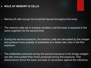  ROLE OF MEMORY B CELLS
 Memory B cells occupy the lymphoid tissues throughout the body.
 The memory cells are in inactive condition until the body is exposed to the
same organism for the second time.
 During the second exposure, the memory cells are stimulated by the antigen
and produce more quantity of antibodies at a faster rate, than in the first
exposure.
 The antibodies produced during the second exposure to the foreign antigen
are also more potent than those produced during first exposure. This
phenomenon forms the basic principle of vaccination against the infections.
 