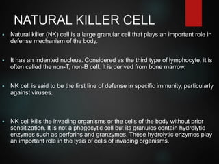 NATURAL KILLER CELL
 Natural killer (NK) cell is a large granular cell that plays an important role in
defense mechanism of the body.
 It has an indented nucleus. Considered as the third type of lymphocyte, it is
often called the non-T, non-B cell. It is derived from bone marrow.
 NK cell is said to be the first line of defense in specific immunity, particularly
against viruses.
 NK cell kills the invading organisms or the cells of the body without prior
sensitization. It is not a phagocytic cell but its granules contain hydrolytic
enzymes such as perforins and granzymes. These hydrolytic enzymes play
an important role in the lysis of cells of invading organisms.
 