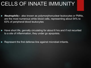 CELLS OF INNATE IMMUNITY
 Neutrophils:- also known as polymorphonuclear leukocytes or PMNs,
are the most numerous white blood cells, representing about 54% to
63% of peripheral blood leukocytes
 Have short life, genrally circulating for about 6 hrs and if not recurited
to a site of inflammation, they under go apopotsis.
 Represent the first defense line against microbial irritants.
 