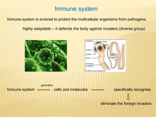 Immune system Immune system is evolved to protect the multicellular organisms from pathogens. highly adaptable – it defends the body against invaders (diverse group) generates Immune system cells and molecules specifically recognise eliminate the foreign invaders 