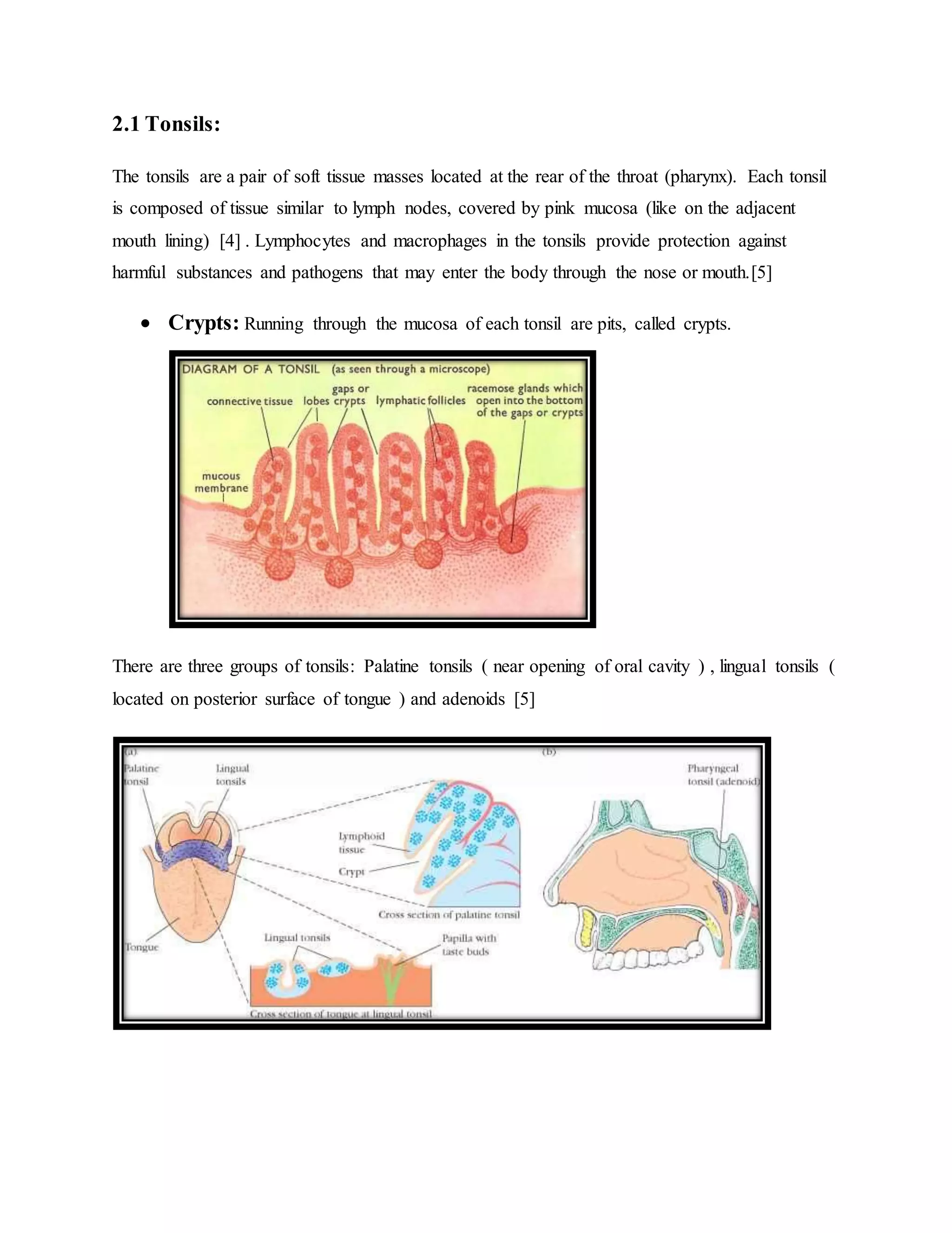 2.1 Tonsils:
The tonsils are a pair of soft tissue masses located at the rear of the throat (pharynx). Each tonsil
is composed of tissue similar to lymph nodes, covered by pink mucosa (like on the adjacent
mouth lining) [4] . Lymphocytes and macrophages in the tonsils provide protection against
harmful substances and pathogens that may enter the body through the nose or mouth.[5]
 Crypts: Running through the mucosa of each tonsil are pits, called crypts.
There are three groups of tonsils: Palatine tonsils ( near opening of oral cavity ) , lingual tonsils (
located on posterior surface of tongue ) and adenoids [5]
 