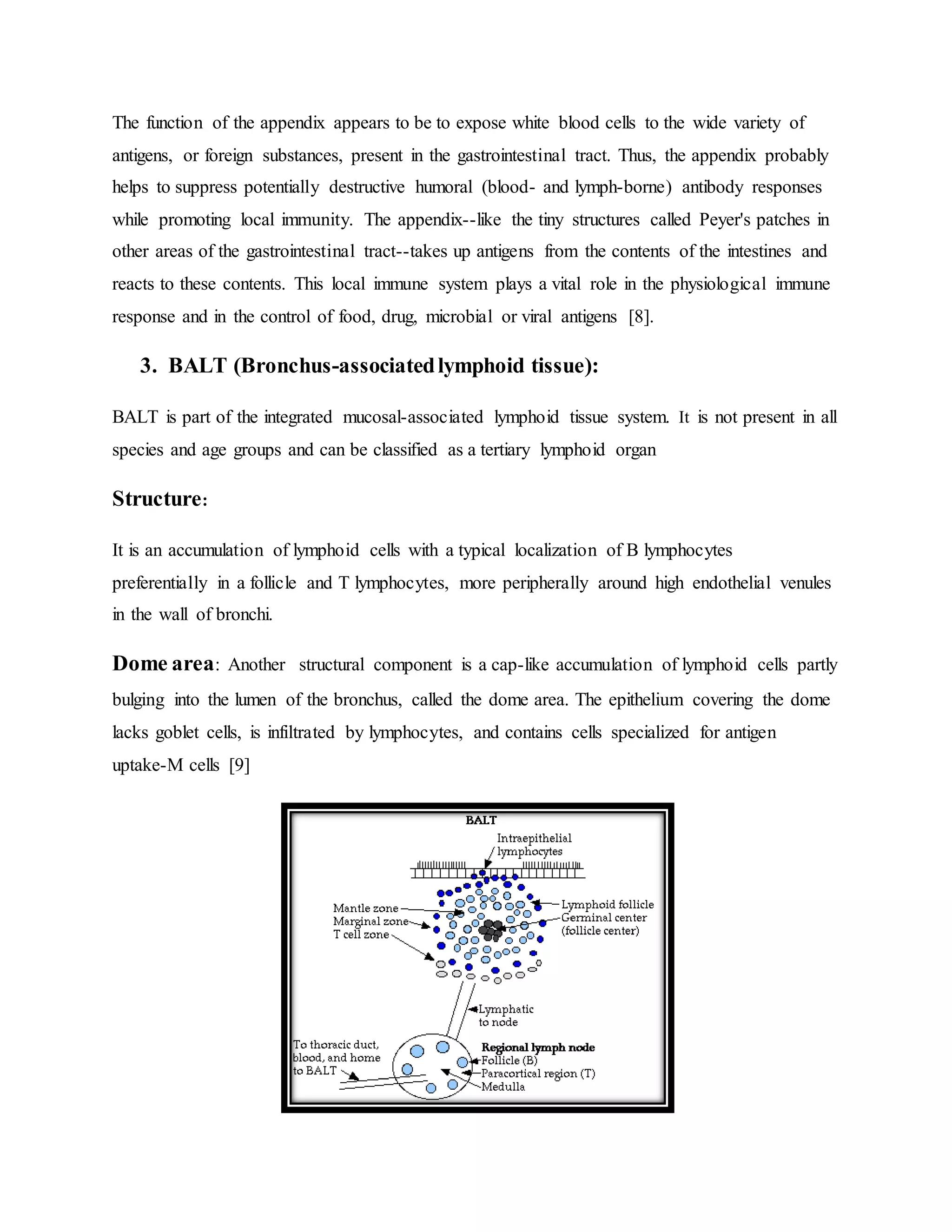 The function of the appendix appears to be to expose white blood cells to the wide variety of
antigens, or foreign substances, present in the gastrointestinal tract. Thus, the appendix probably
helps to suppress potentially destructive humoral (blood- and lymph-borne) antibody responses
while promoting local immunity. The appendix--like the tiny structures called Peyer's patches in
other areas of the gastrointestinal tract--takes up antigens from the contents of the intestines and
reacts to these contents. This local immune system plays a vital role in the physiological immune
response and in the control of food, drug, microbial or viral antigens [8].
3. BALT (Bronchus-associatedlymphoid tissue):
BALT is part of the integrated mucosal-associated lymphoid tissue system. It is not present in all
species and age groups and can be classified as a tertiary lymphoid organ
Structure:
It is an accumulation of lymphoid cells with a typical localization of B lymphocytes
preferentially in a follicle and T lymphocytes, more peripherally around high endothelial venules
in the wall of bronchi.
Dome area: Another structural component is a cap-like accumulation of lymphoid cells partly
bulging into the lumen of the bronchus, called the dome area. The epithelium covering the dome
lacks goblet cells, is infiltrated by lymphocytes, and contains cells specialized for antigen
uptake-M cells [9]
 