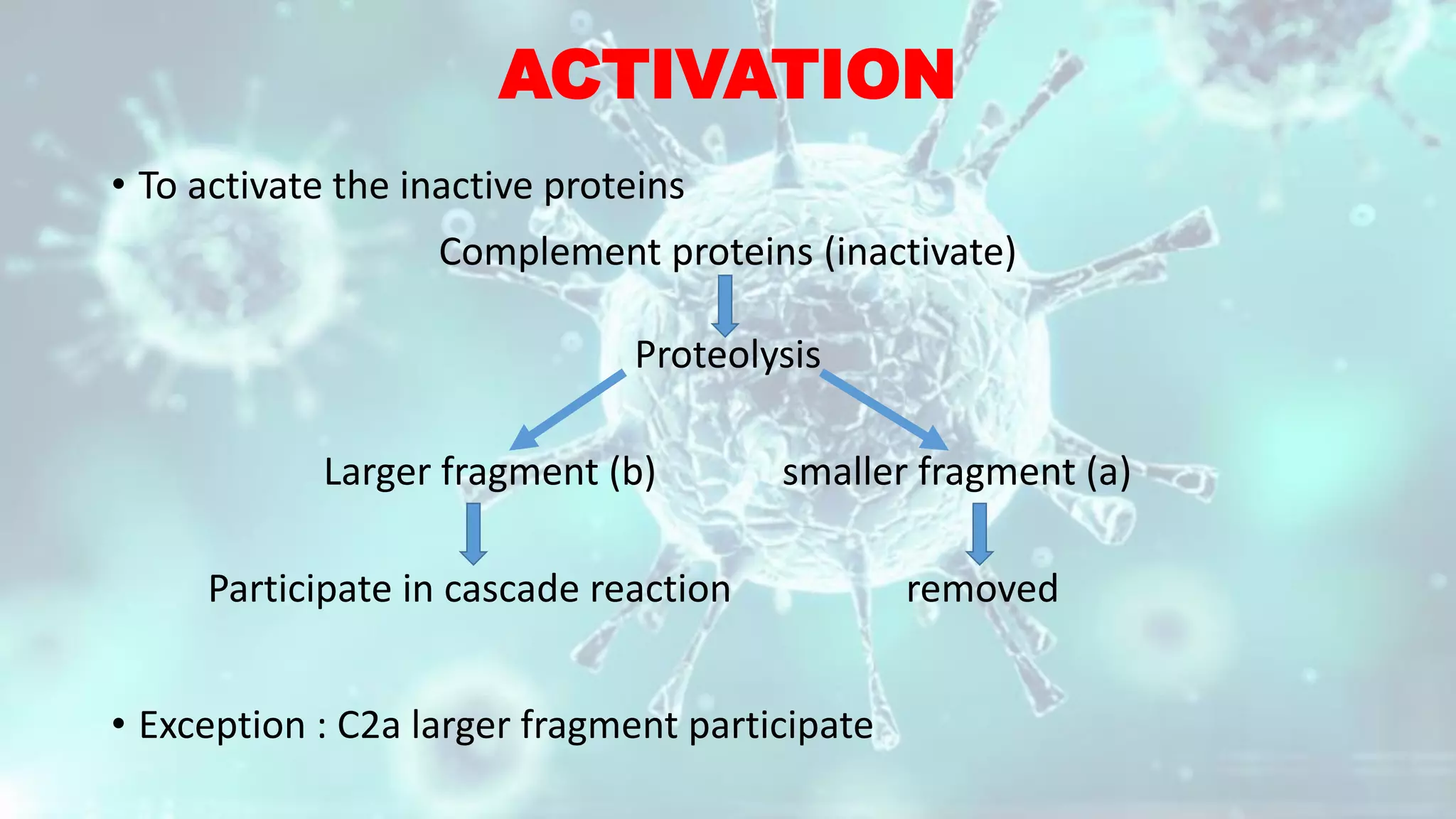 ACTIVATION
• To activate the inactive proteins
Complement proteins (inactivate)
Proteolysis
Larger fragment (b) smaller fragment (a)
Participate in cascade reaction removed
• Exception : C2a larger fragment participate
 