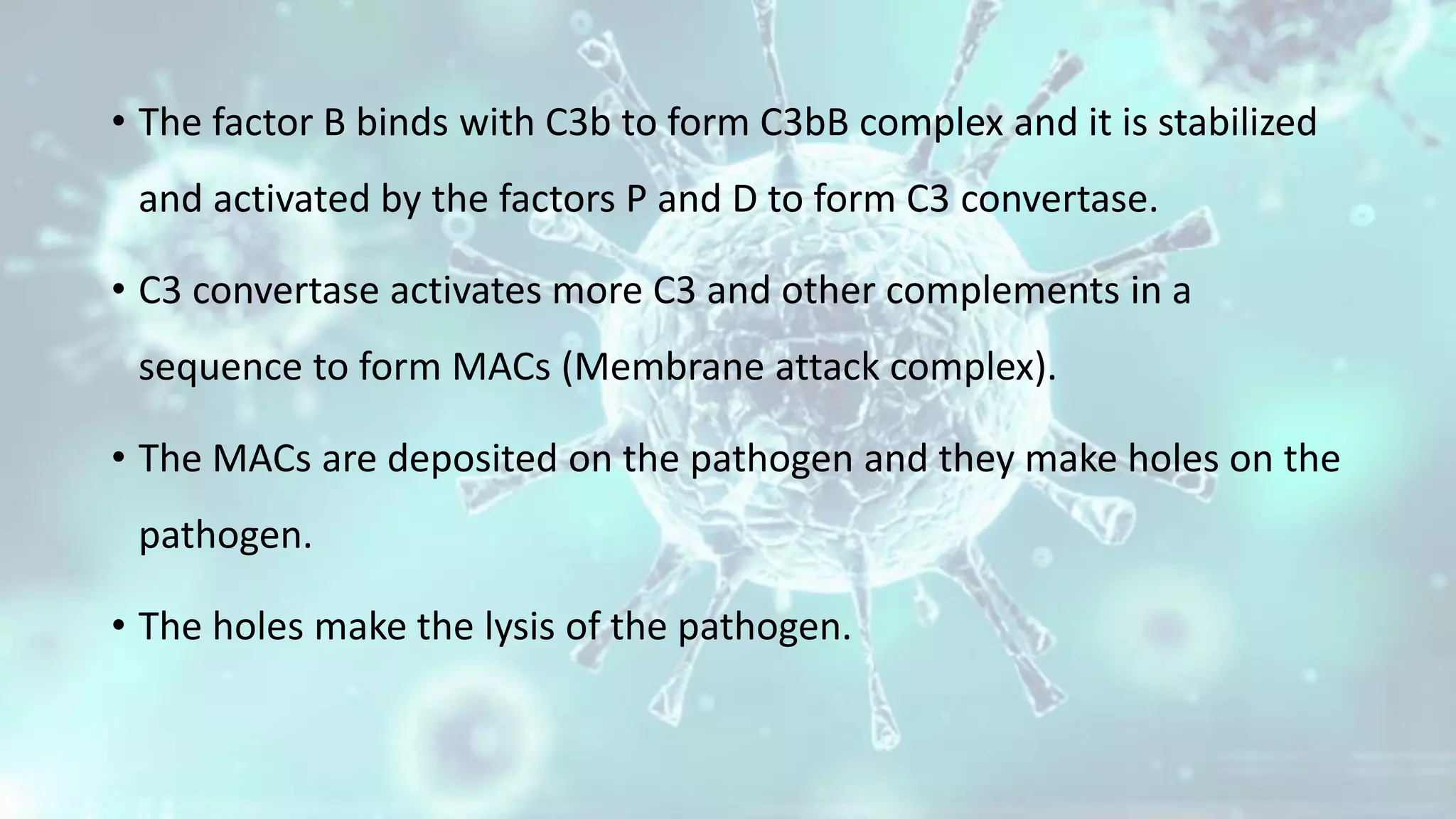 • The factor B binds with C3b to form C3bB complex and it is stabilized
and activated by the factors P and D to form C3 convertase.
• C3 convertase activates more C3 and other complements in a
sequence to form MACs (Membrane attack complex).
• The MACs are deposited on the pathogen and they make holes on the
pathogen.
• The holes make the lysis of the pathogen.
 