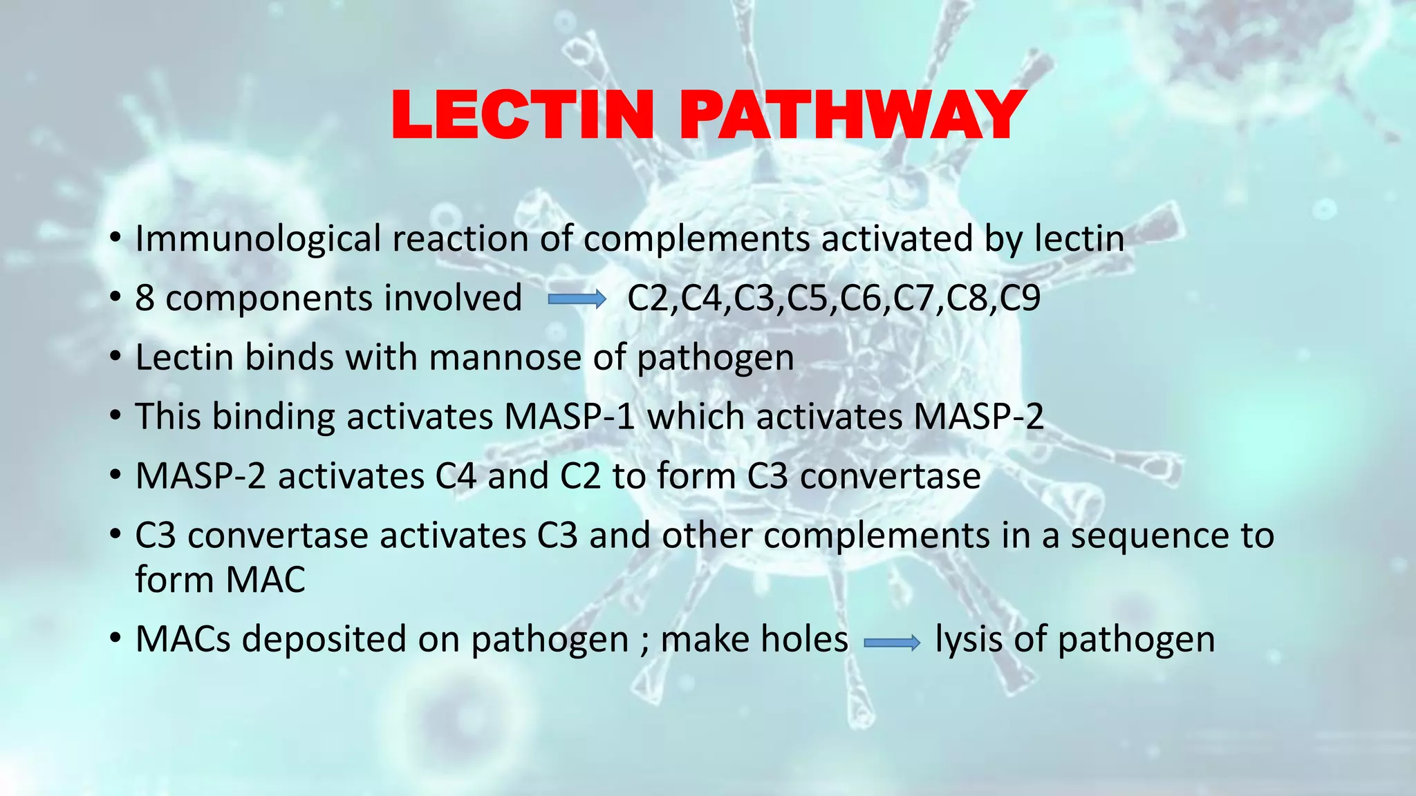 LECTIN PATHWAY
• Immunological reaction of complements activated by lectin
• 8 components involved C2,C4,C3,C5,C6,C7,C8,C9
• Lectin binds with mannose of pathogen
• This binding activates MASP-1 which activates MASP-2
• MASP-2 activates C4 and C2 to form C3 convertase
• C3 convertase activates C3 and other complements in a sequence to
form MAC
• MACs deposited on pathogen ; make holes lysis of pathogen
 