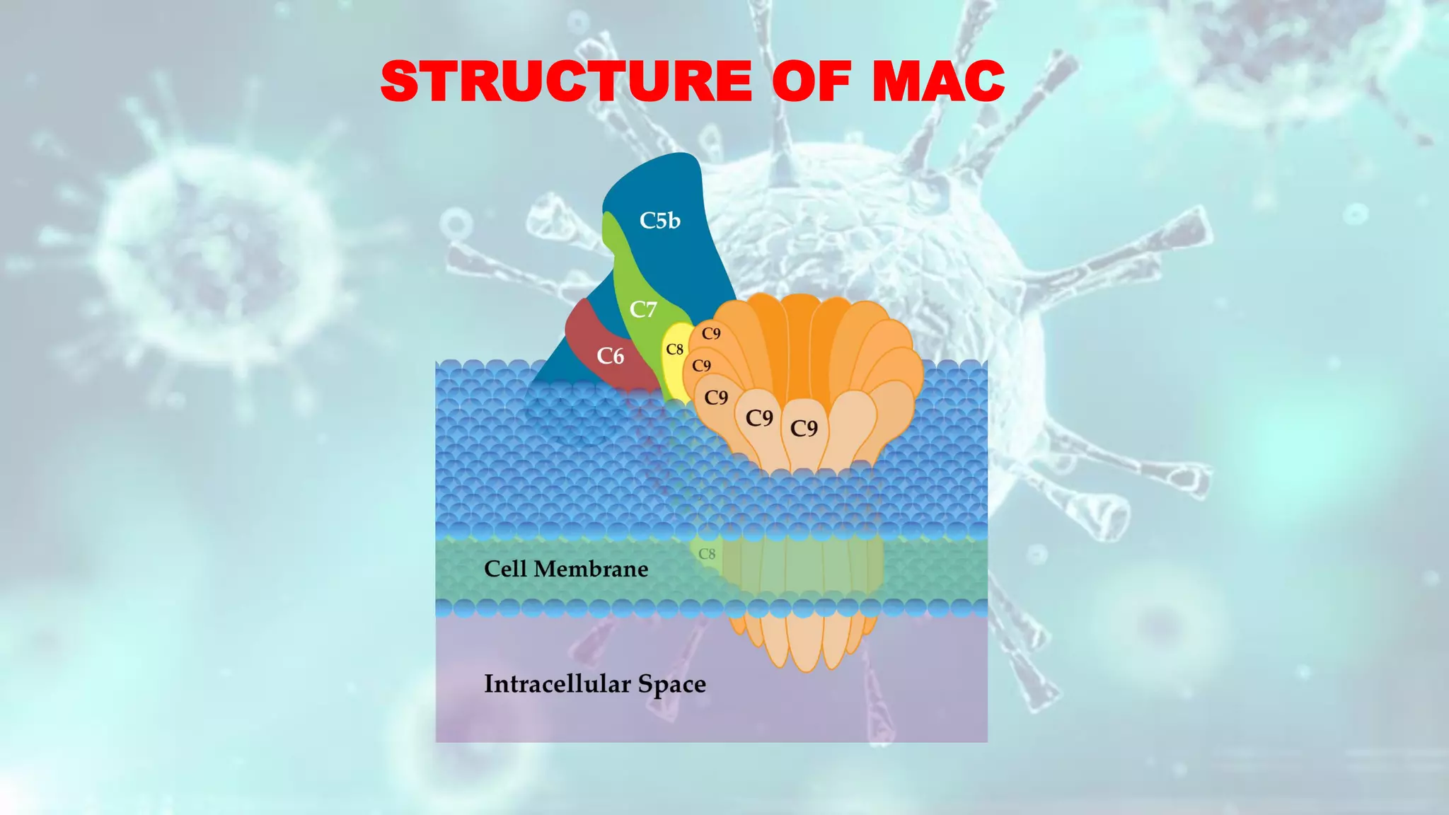 STRUCTURE OF MAC
 