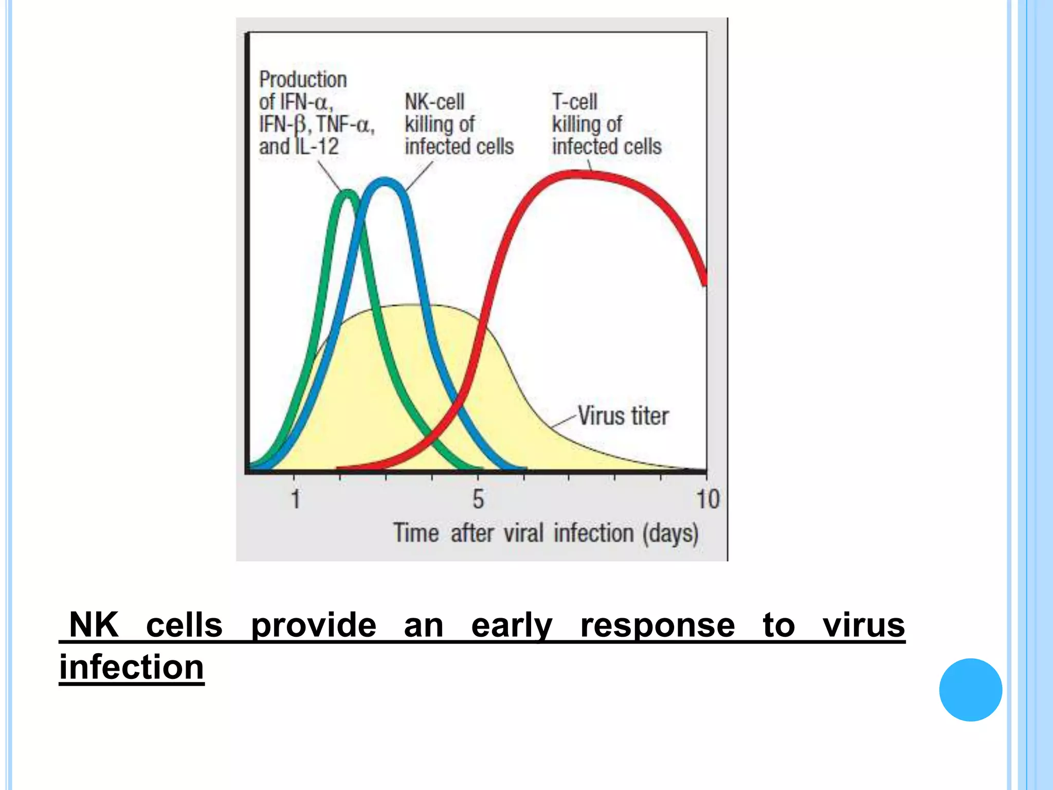 NK cells provide an early response to virus
infection
 