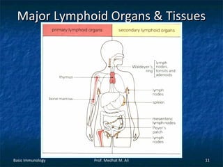 Major Lymphoid Organs & Tissues

Basic Immunology

Prof. Medhat M. Ali

11

 
